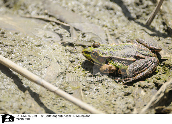Seefrosch / marsh frog / DMS-07339