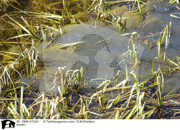 Laich / spawn / DMS-07343