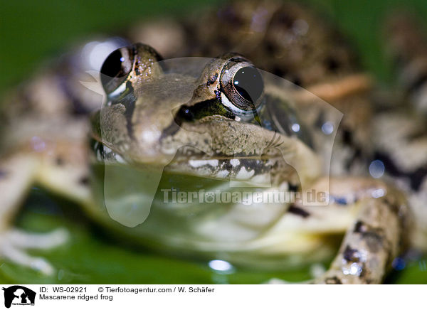 Maskarenenfrosch / Mascarene ridged frog / WS-02921