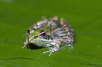 Mascarene ridged frog