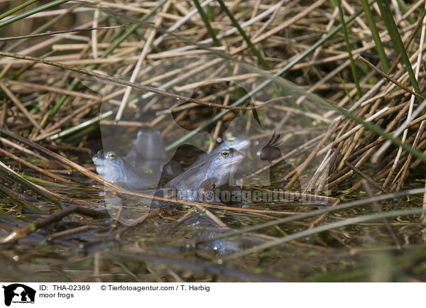 Moorfrsche / moor frogs / THA-02369