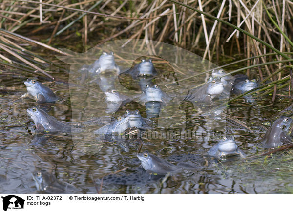 Moorfrsche / moor frogs / THA-02372
