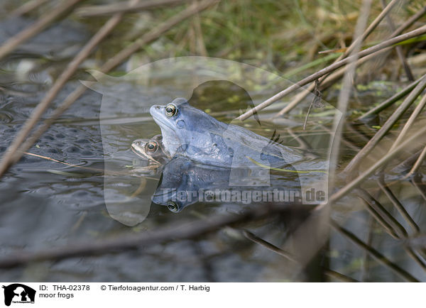 Moorfrsche / moor frogs / THA-02378