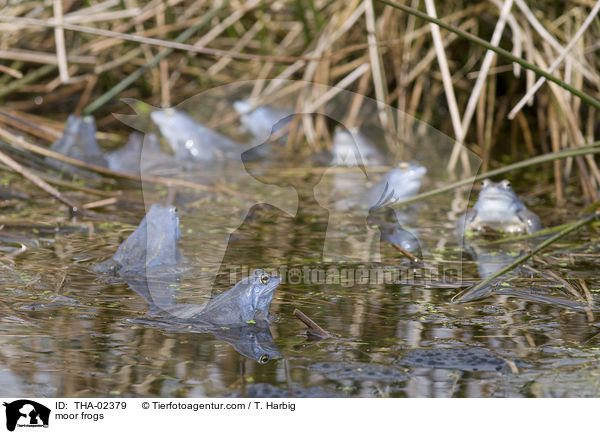 Moorfrsche / moor frogs / THA-02379