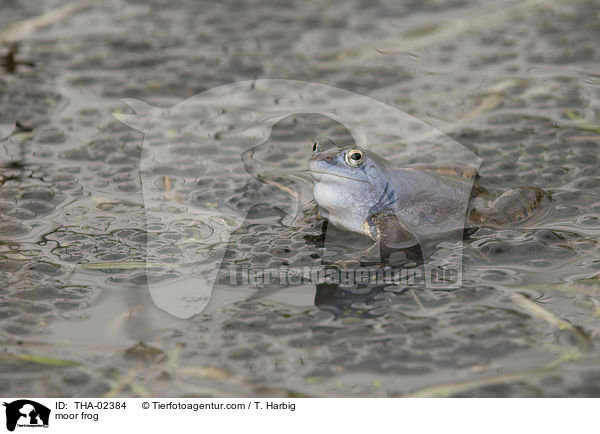 Moorfrosch / moor frog / THA-02384