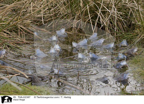 Moorfrsche / moor frogs / THA-02387