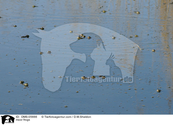 Moorfrsche / moor frogs / DMS-05666