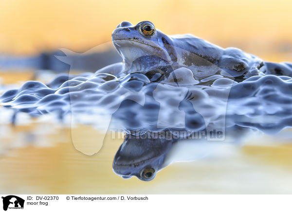 Moorfrosch / moor frog / DV-02370