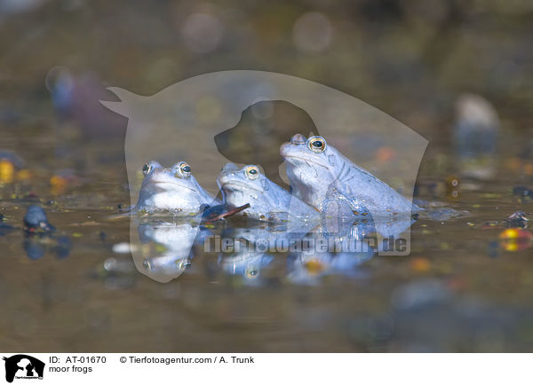 Moorfrsche / moor frogs / AT-01670
