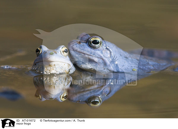 Moorfrsche / moor frogs / AT-01672