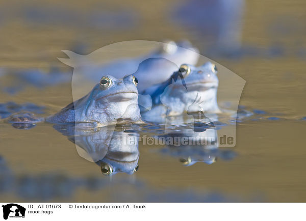 Moorfrsche / moor frogs / AT-01673