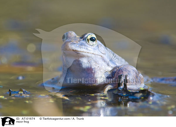 Moorfrosch / moor frog / AT-01674