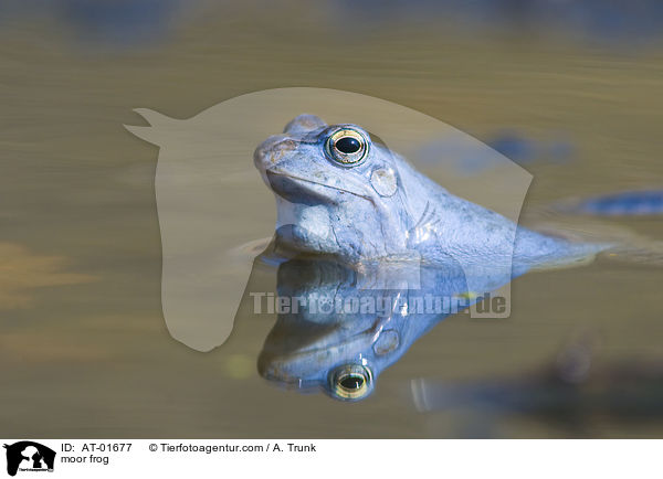 moor frog / AT-01677