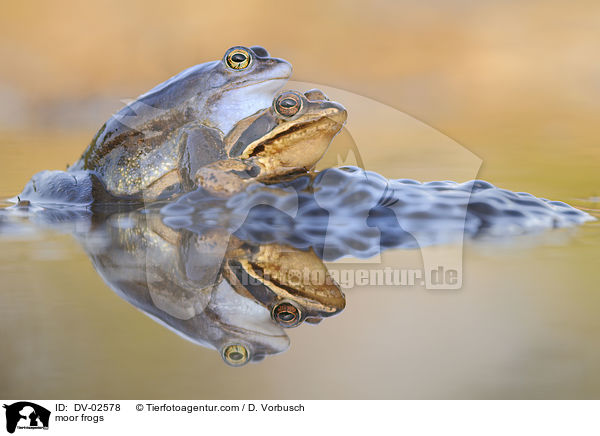 Moorfrsche / moor frogs / DV-02578