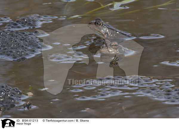Moorfrsche / moor frogs / BSK-01213