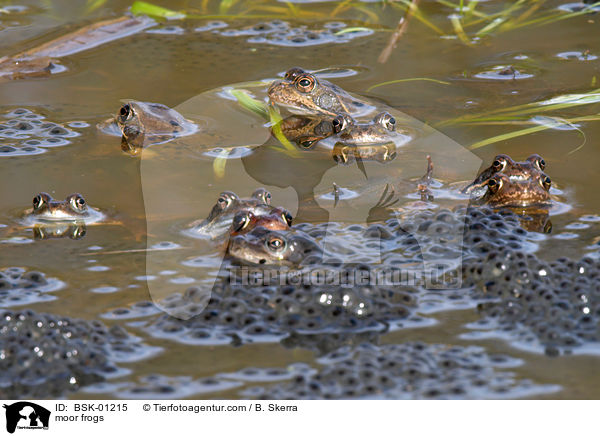 Moorfrsche / moor frogs / BSK-01215