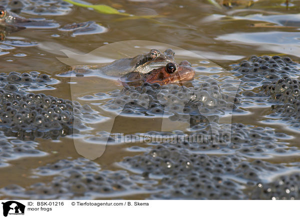 Moorfrsche / moor frogs / BSK-01216