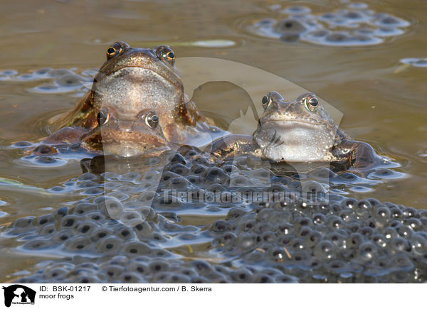 Moorfrsche / moor frogs / BSK-01217