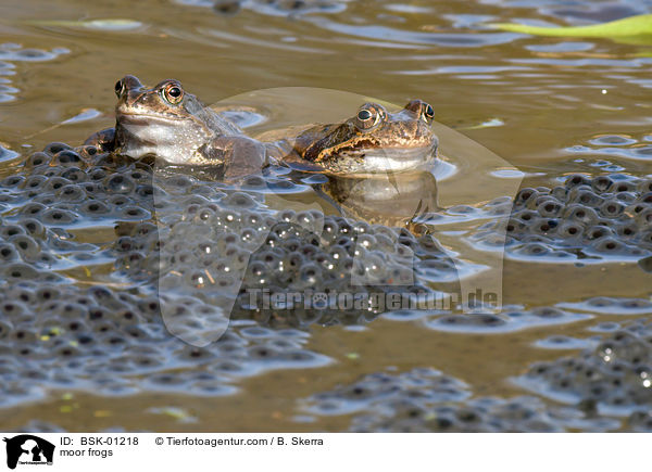 Moorfrsche / moor frogs / BSK-01218