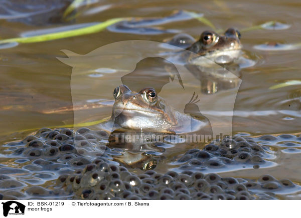 Moorfrsche / moor frogs / BSK-01219