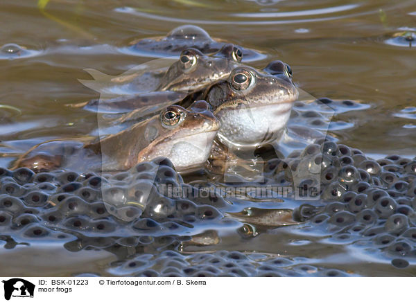Moorfrsche / moor frogs / BSK-01223