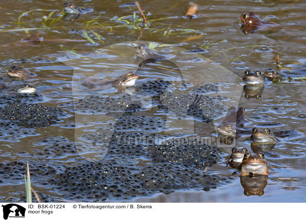 Moorfrsche / moor frogs / BSK-01224