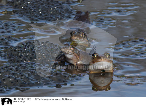 Moorfrsche / moor frogs / BSK-01225