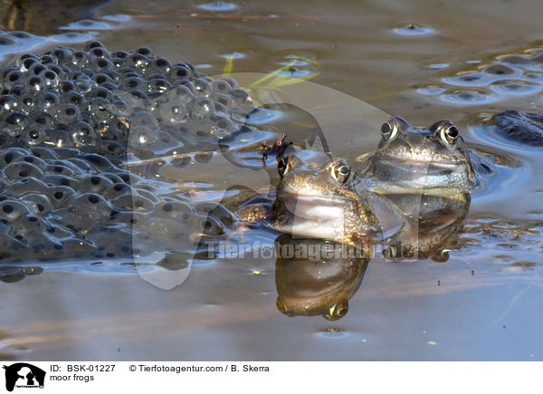 Moorfrsche / moor frogs / BSK-01227
