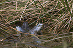 moor frogs