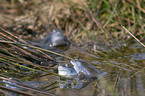 moor frogs
