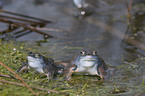 moor frogs
