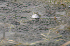 moor frog