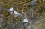 moor frogs