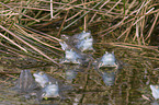 moor frogs