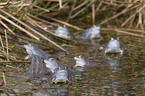 moor frogs