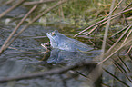 moor frogs