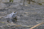 moor frog
