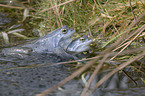 moor frogs