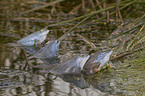 moor frogs