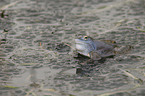 moor frog
