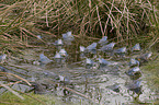 moor frogs