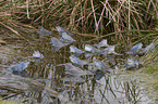 moor frogs