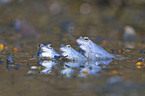 moor frogs