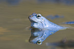moor frog