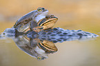moor frogs