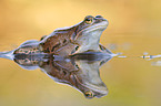 moor frog