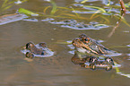 moor frogs