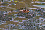 moor frogs