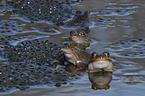 moor frogs