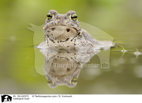Kreuzkrte / natterjack toad / DV-02575